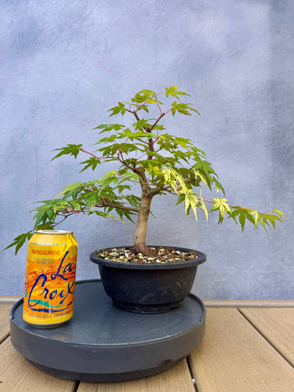 Japanese Maple #4