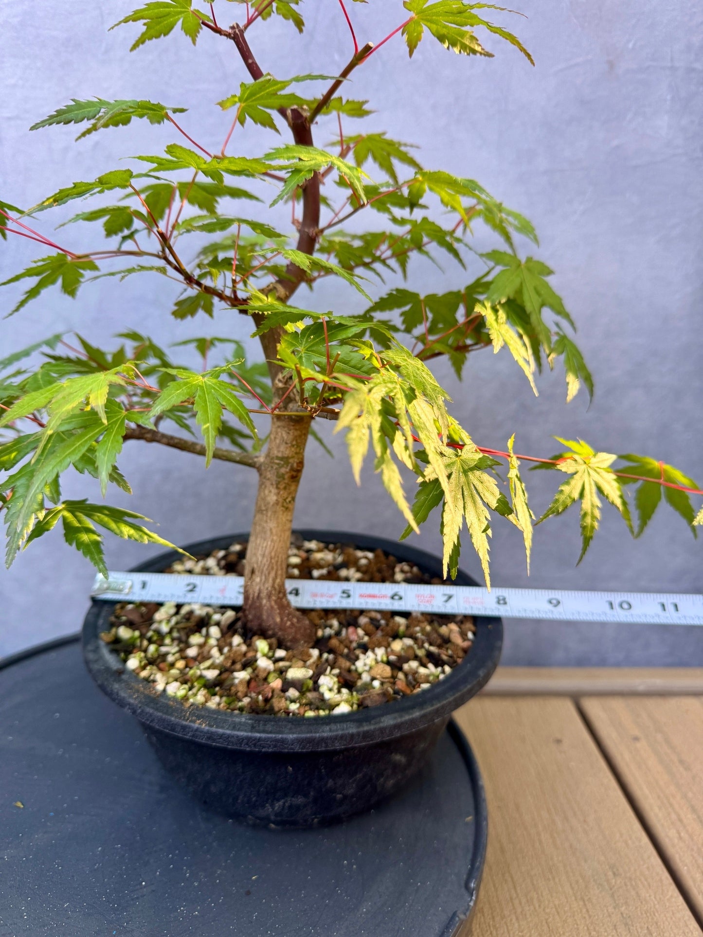 Japanese Maple #4