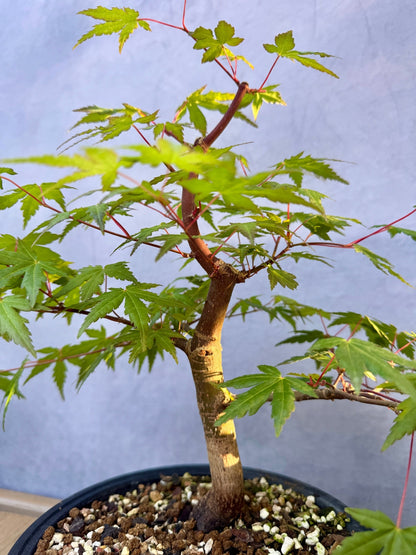 Japanese Maple #4