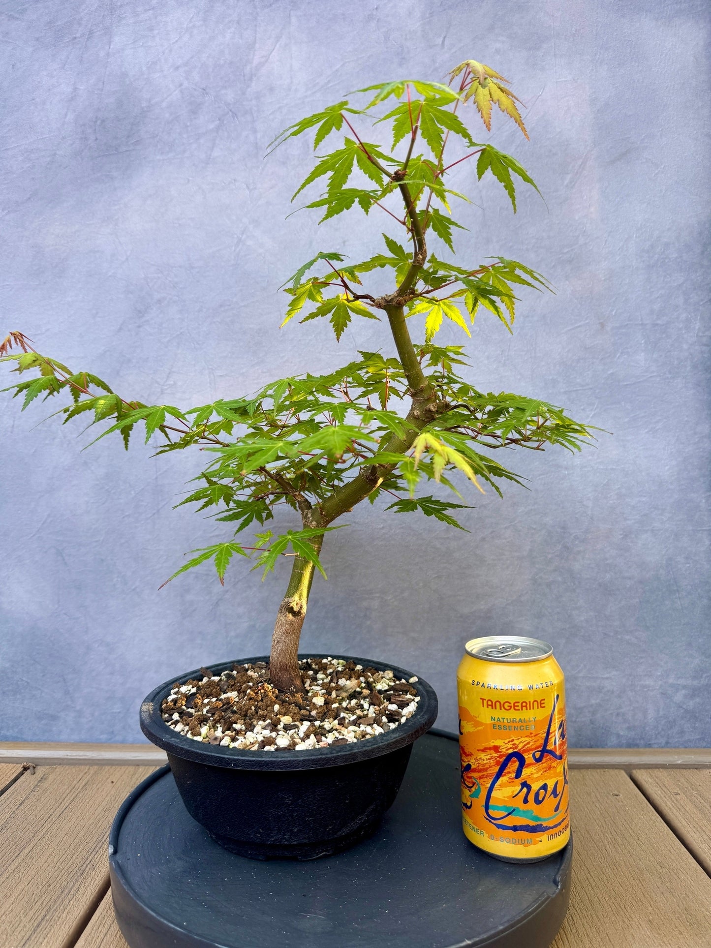 Japanese Maple #5