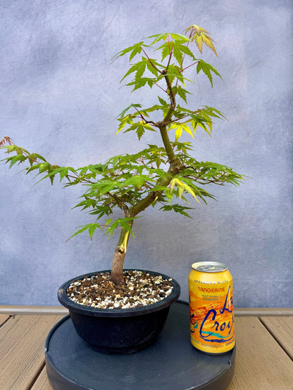 Japanese Maple #5