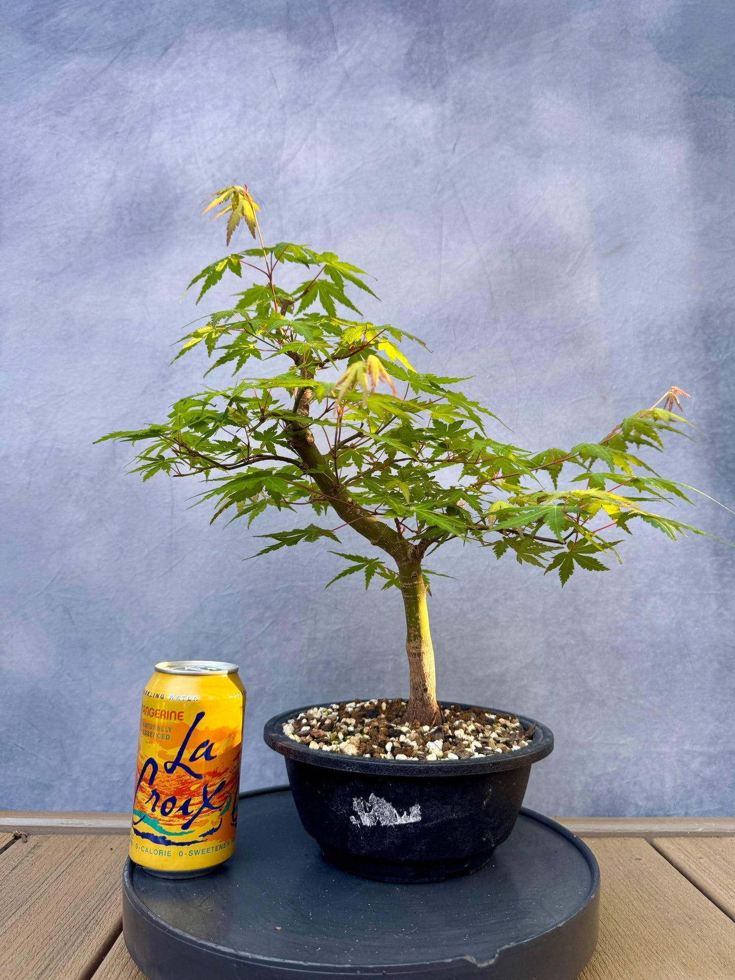 Japanese Maple #5