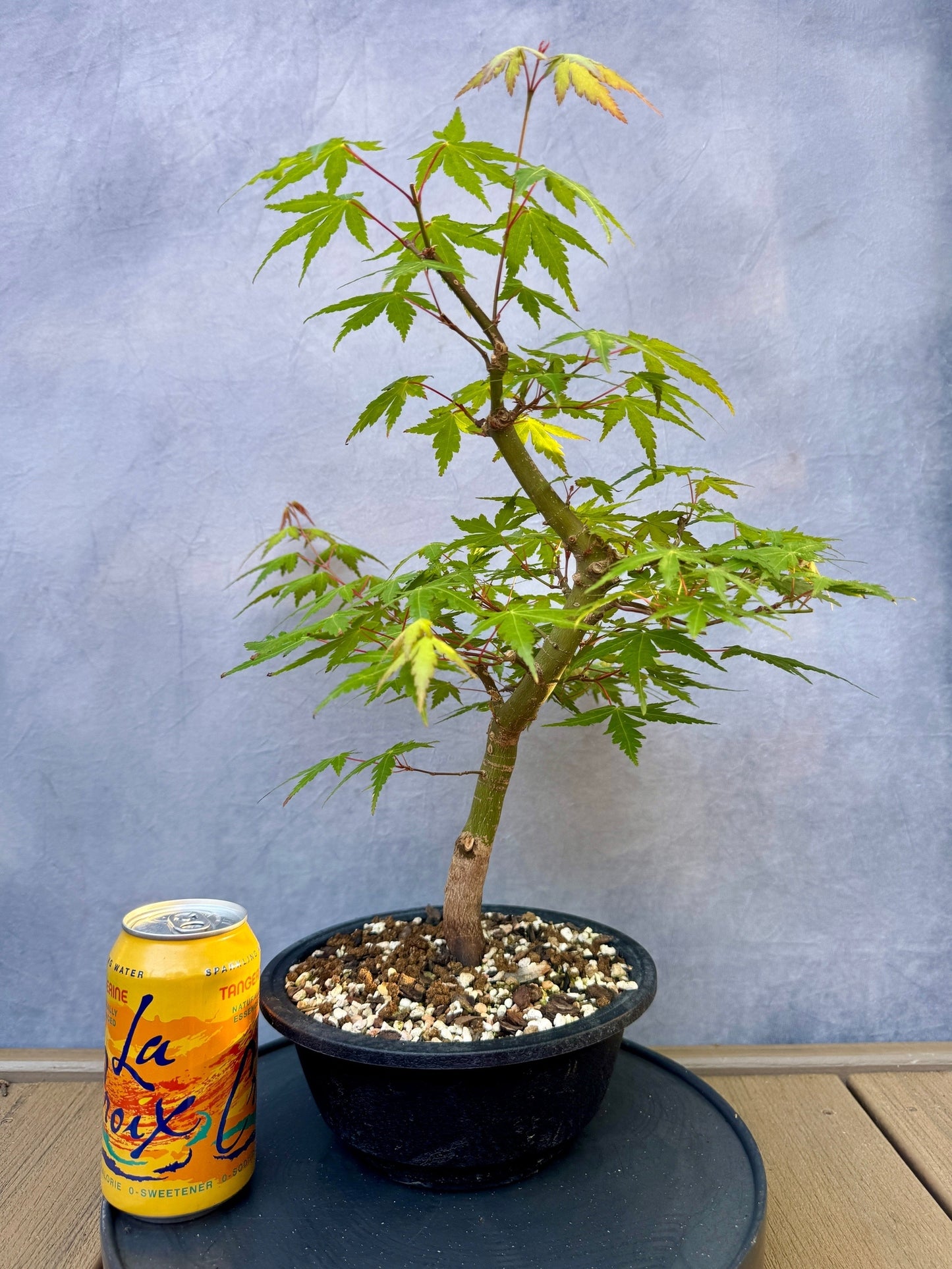 Japanese Maple #5