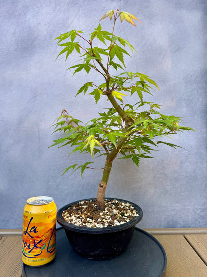 Japanese Maple #5