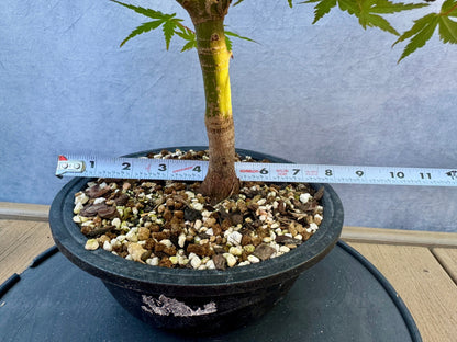 Japanese Maple #5