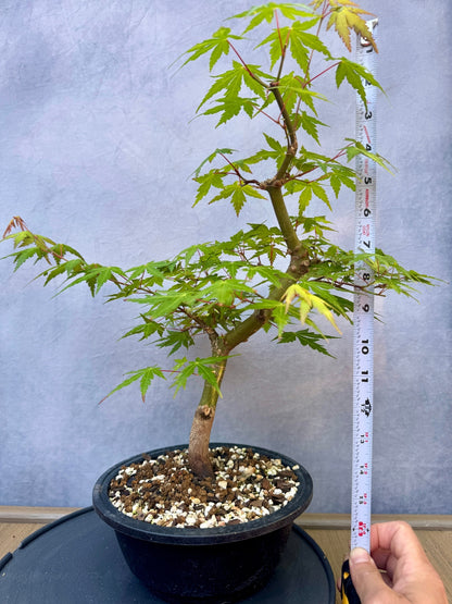 Japanese Maple #5