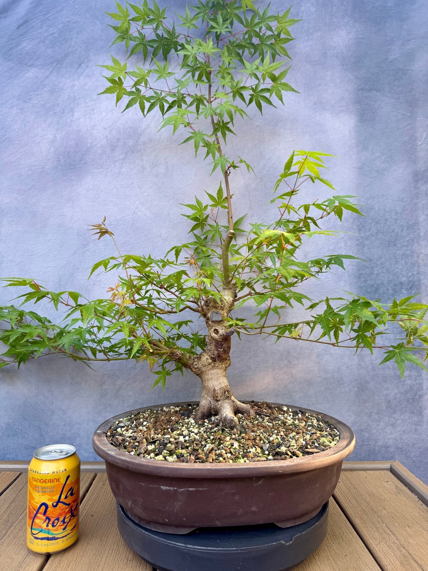 Japanese Maple #7