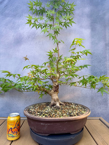 Japanese Maple #7