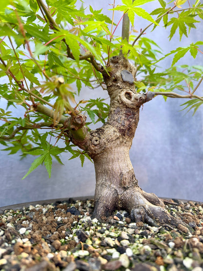 Japanese Maple #7