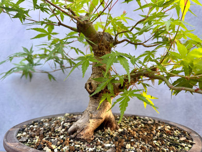 Japanese Maple #7