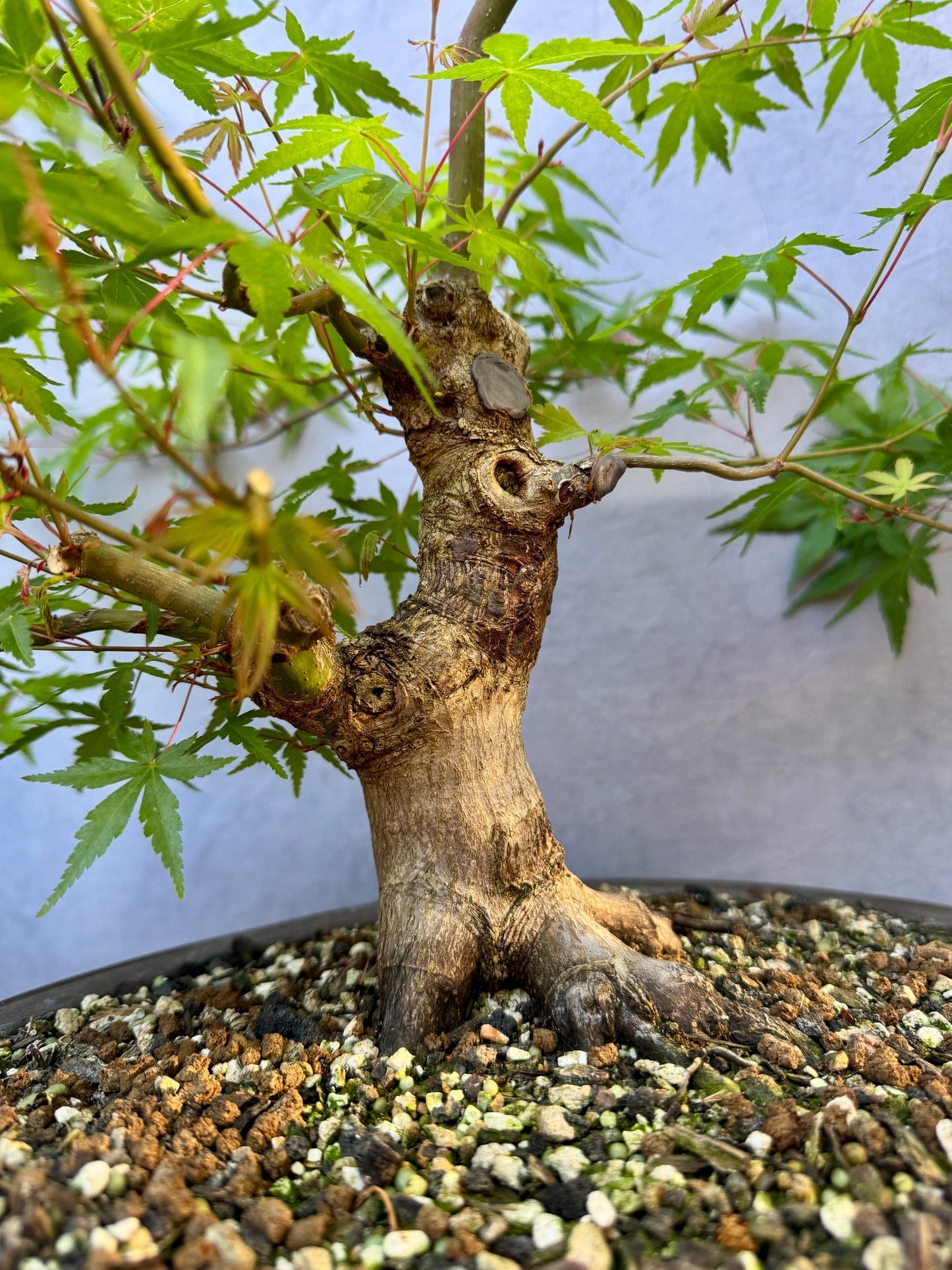 Japanese Maple #7