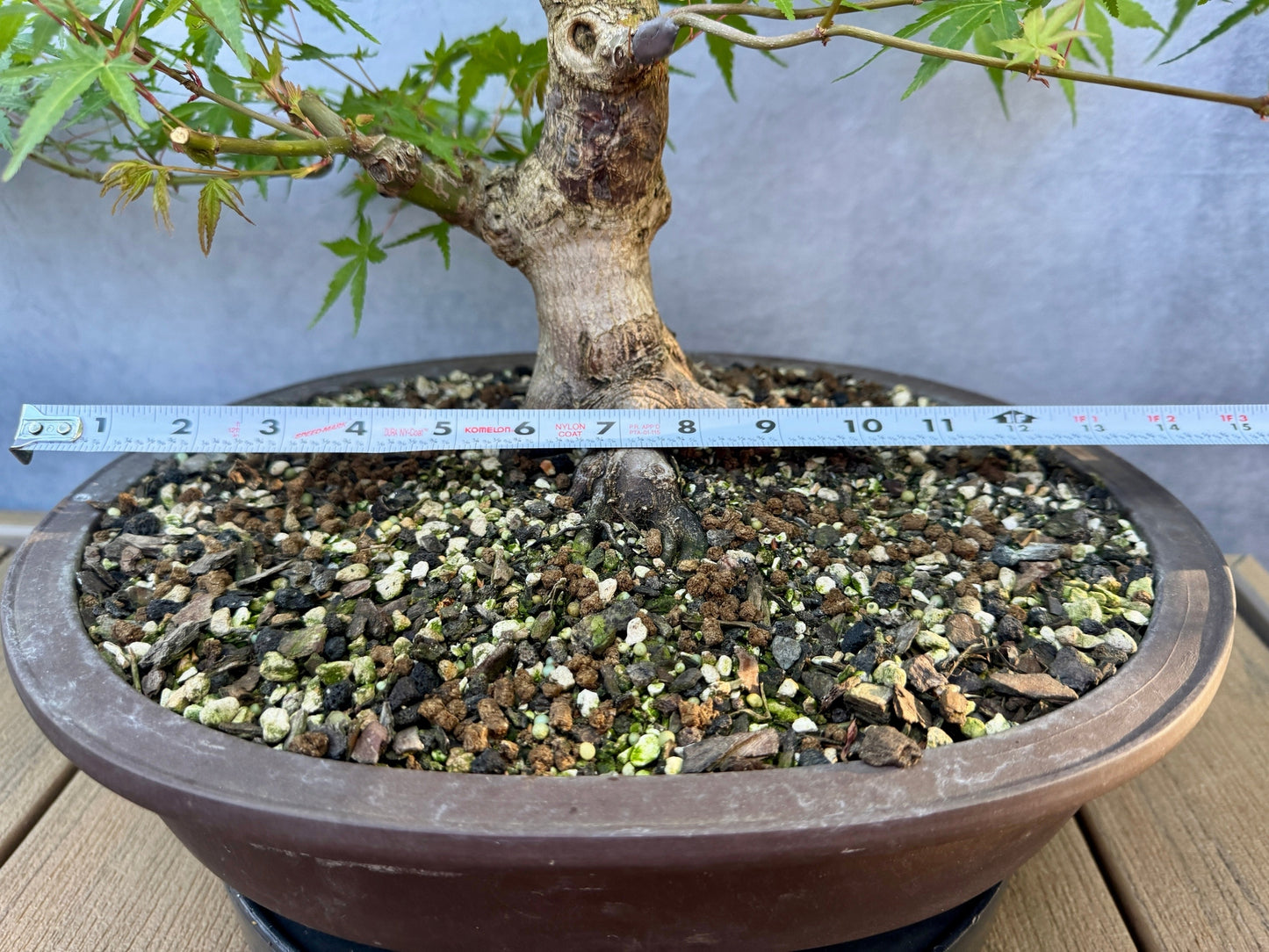 Japanese Maple #7
