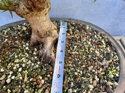 Japanese Maple #7
