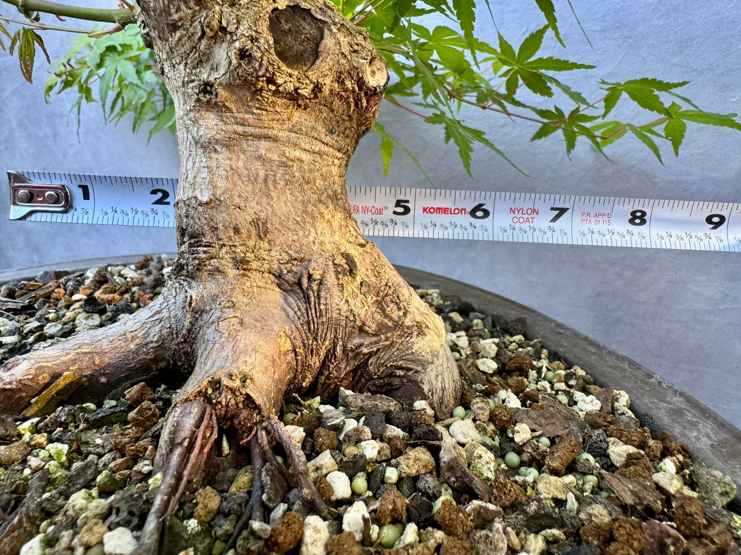 Japanese Maple #7