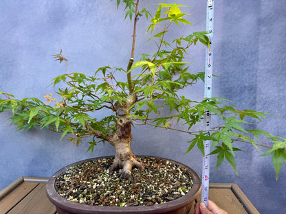 Japanese Maple #7