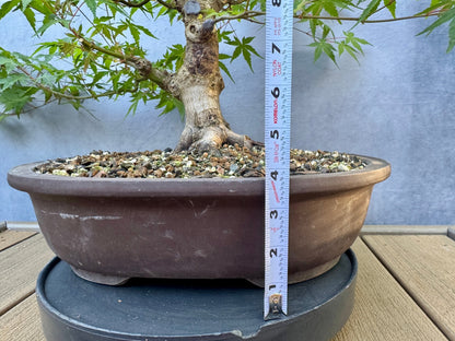 Japanese Maple #7