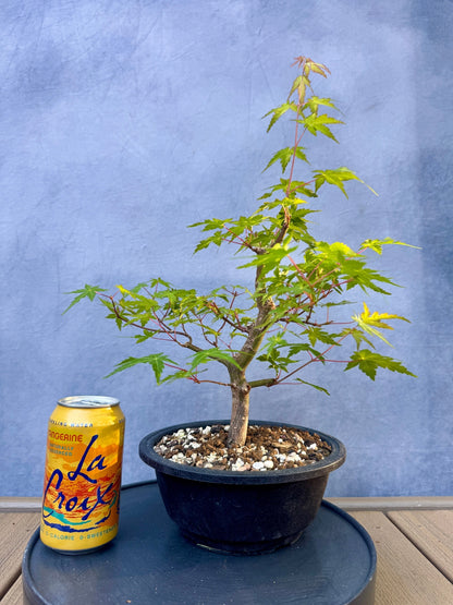 Japanese Maple #8