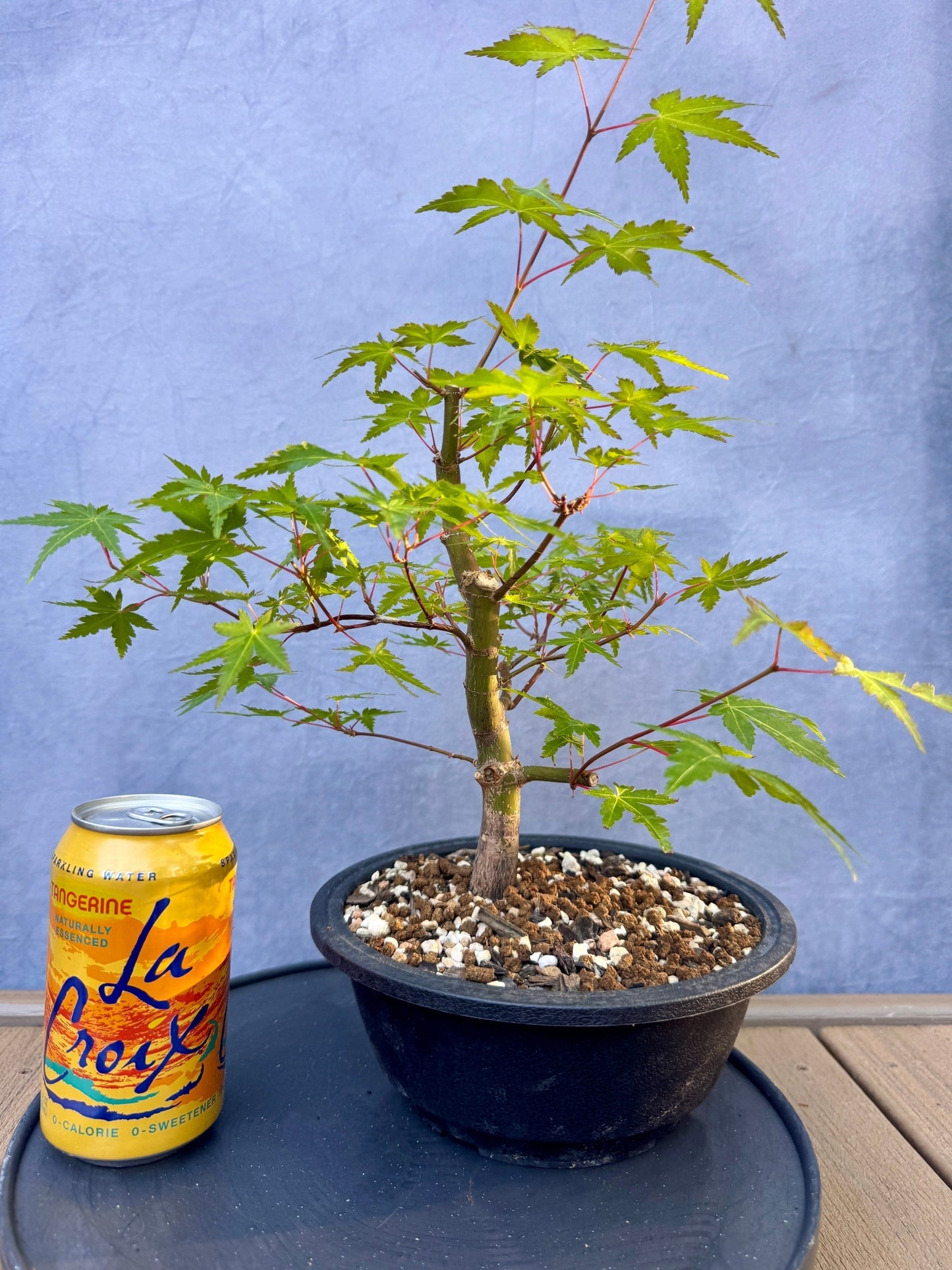 Japanese Maple #8
