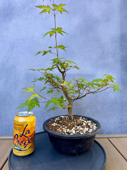 Japanese Maple #8