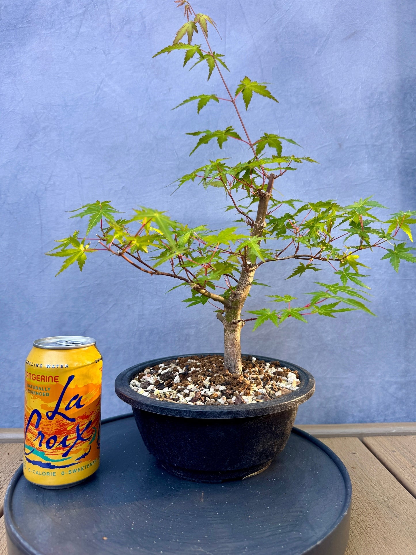 Japanese Maple #8