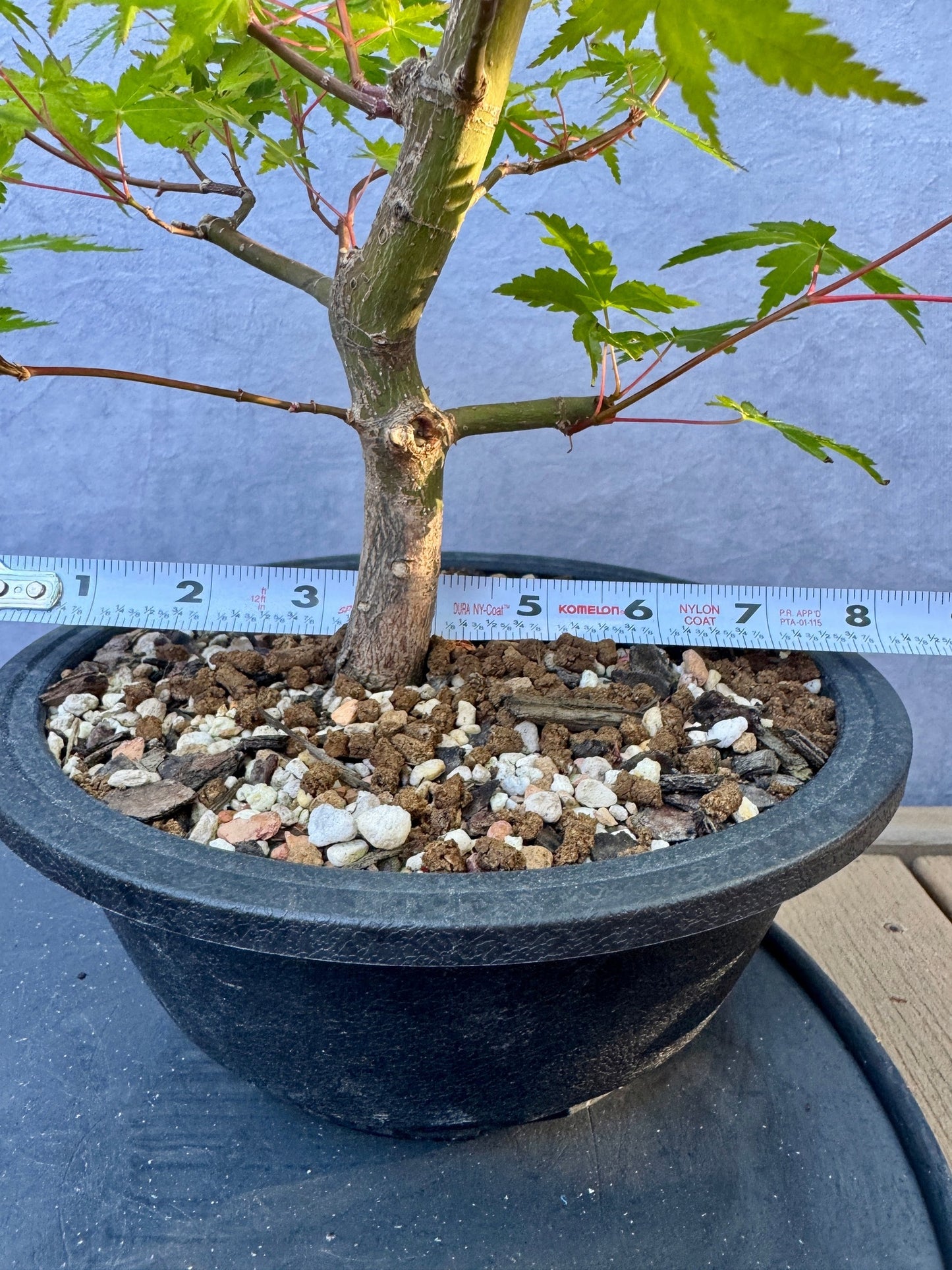 Japanese Maple #8