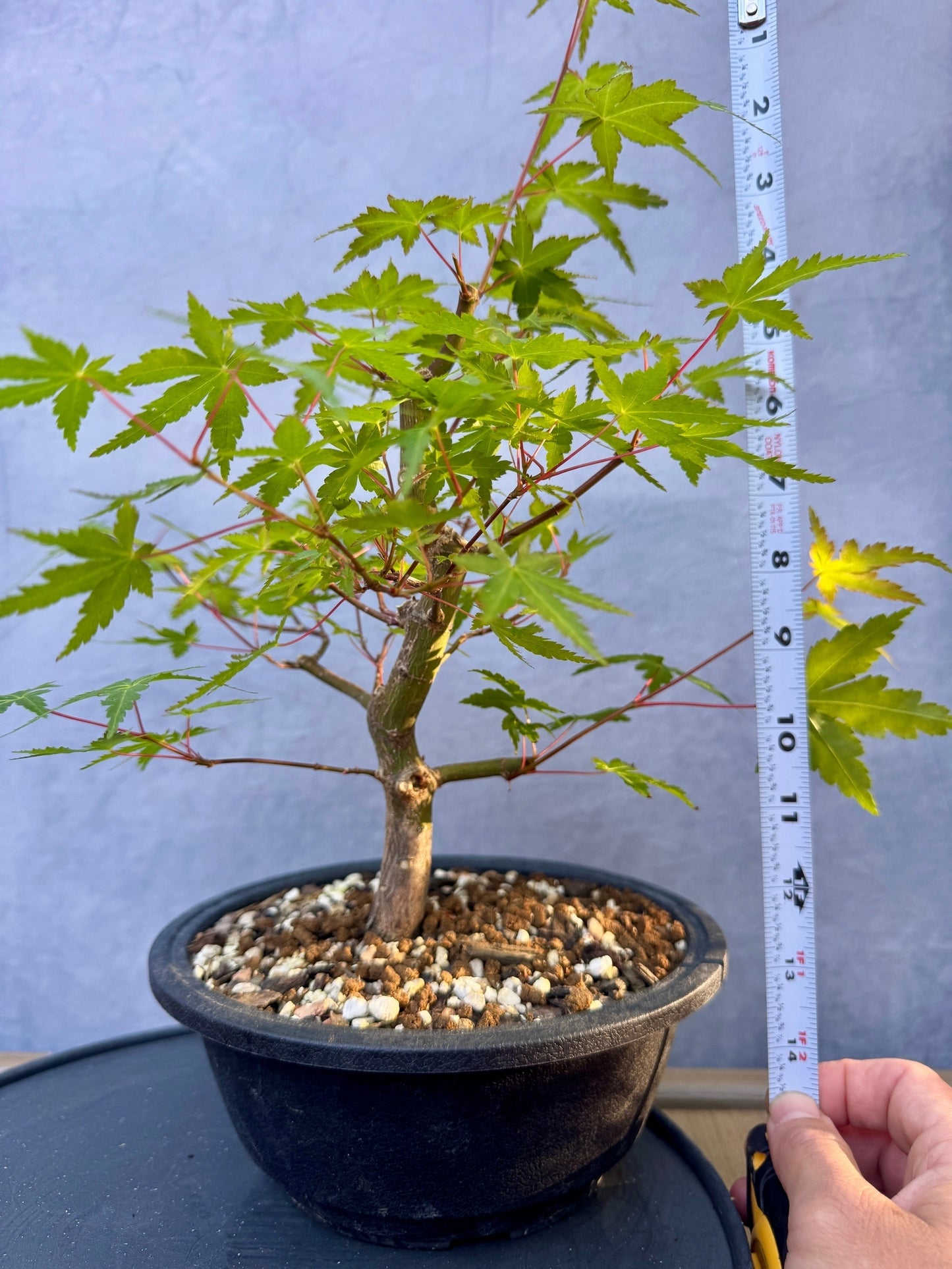 Japanese Maple #8