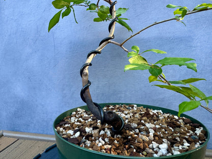 Female Princess Persimmon #1