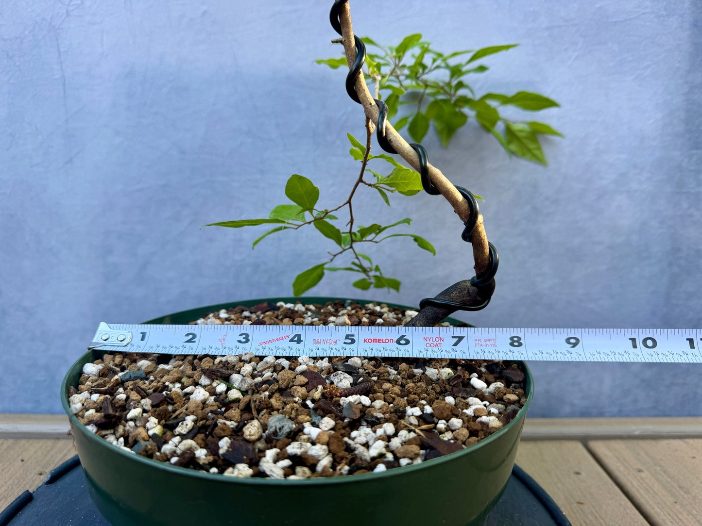 Female Princess Persimmon #1