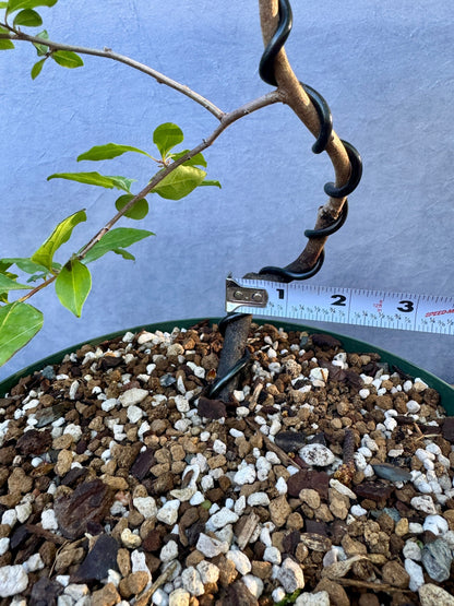 Female Princess Persimmon #1