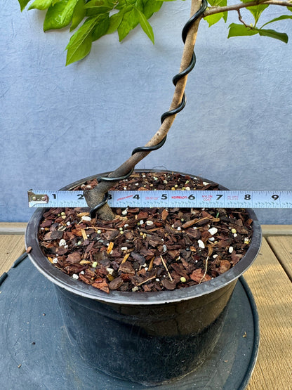 Female Princess Persimmon #2