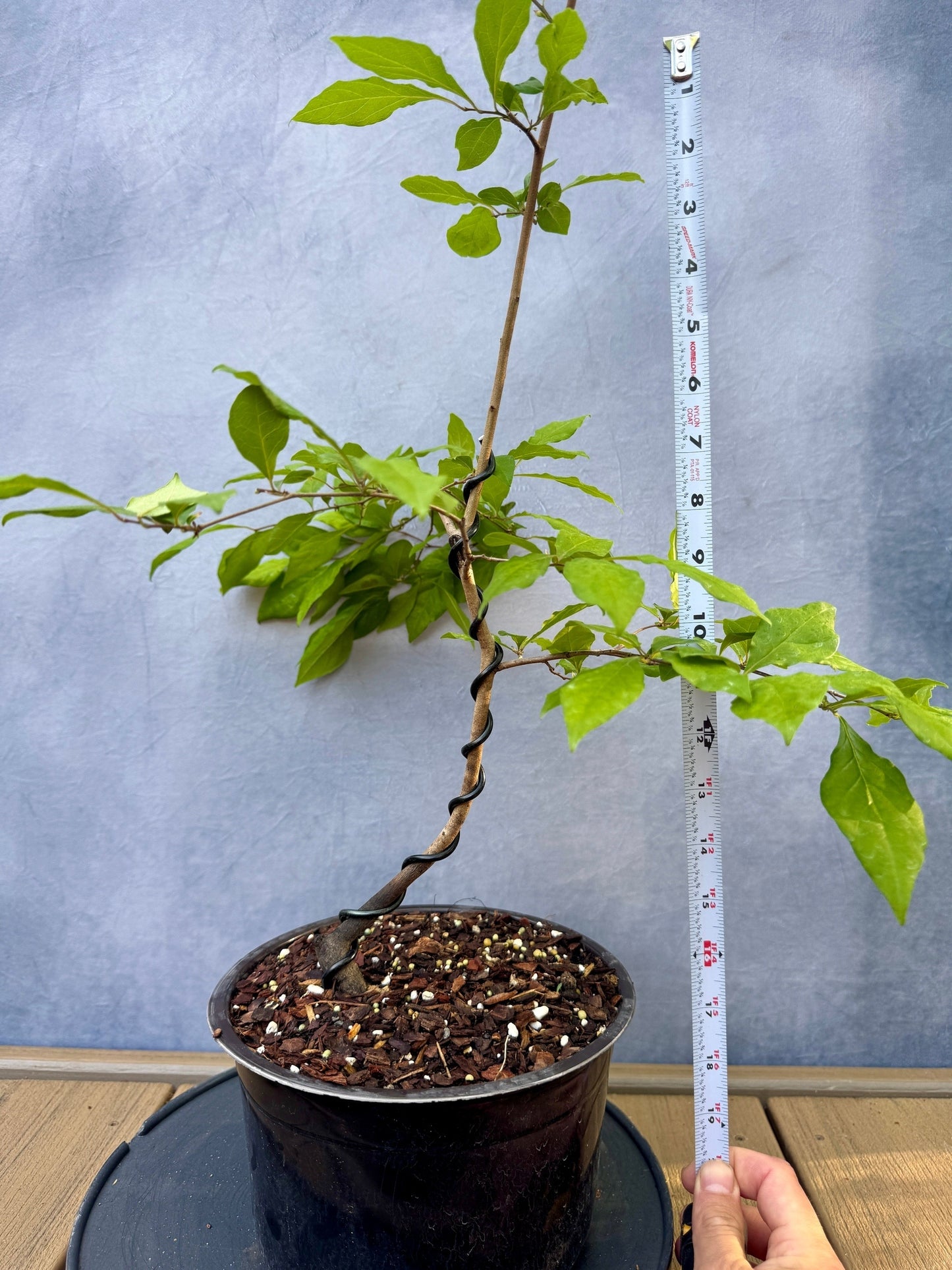 Female Princess Persimmon #2