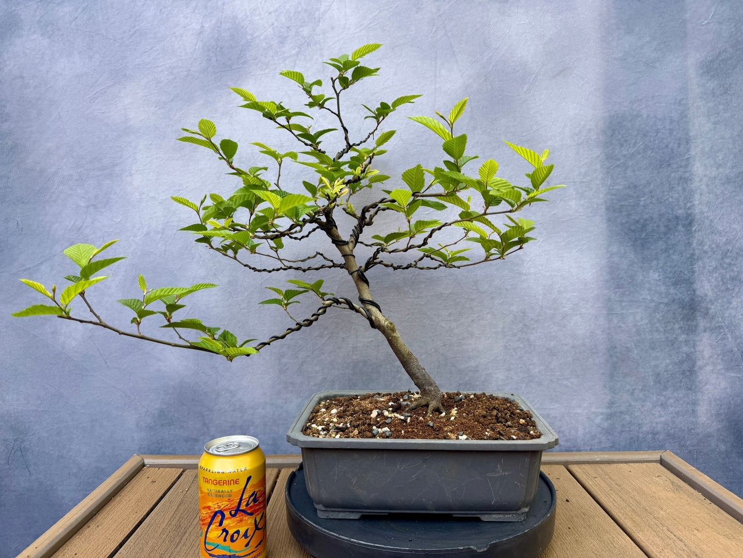 European Hornbeam #2