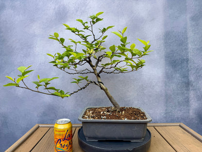 European Hornbeam #2