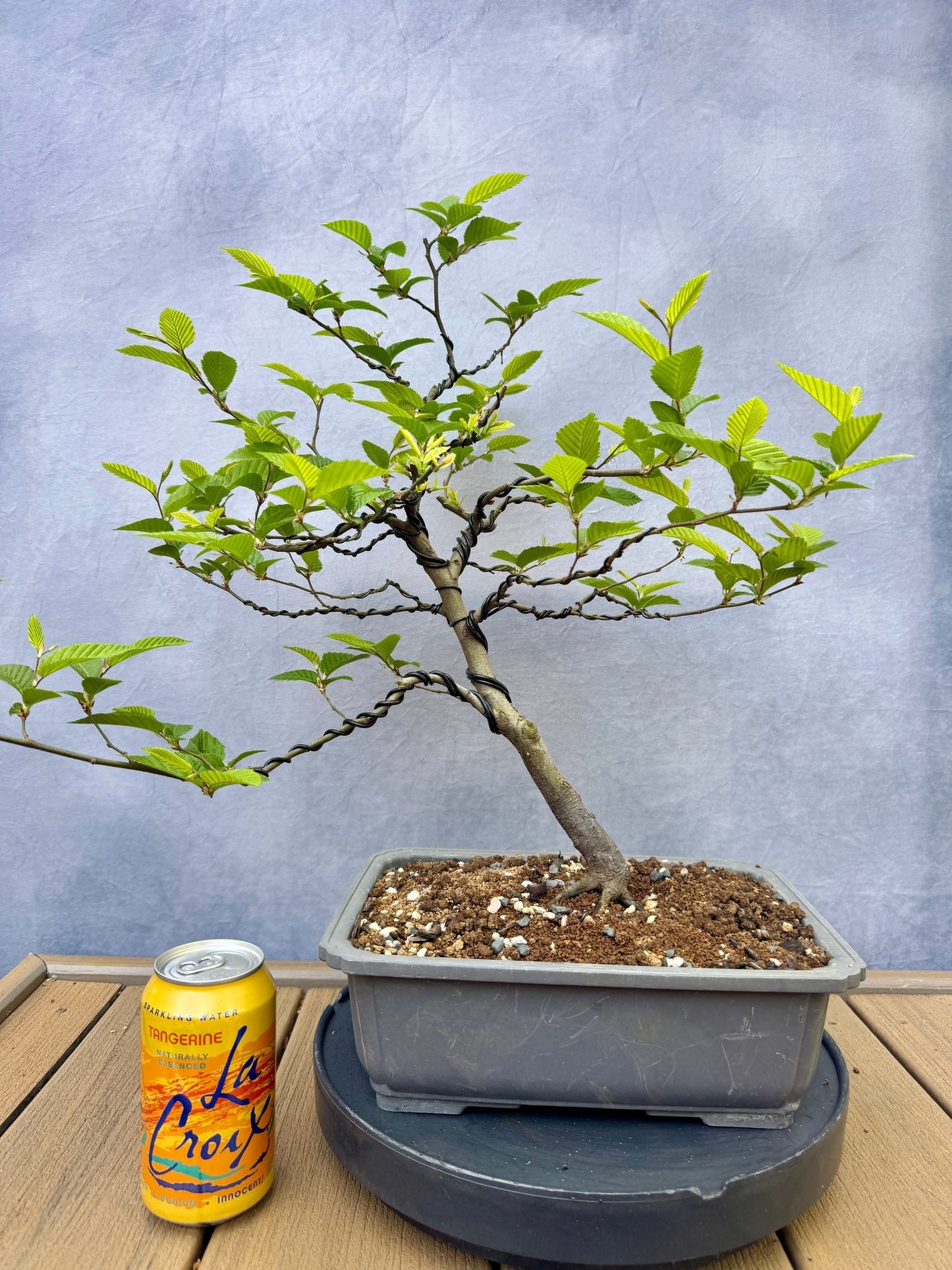 European Hornbeam #2