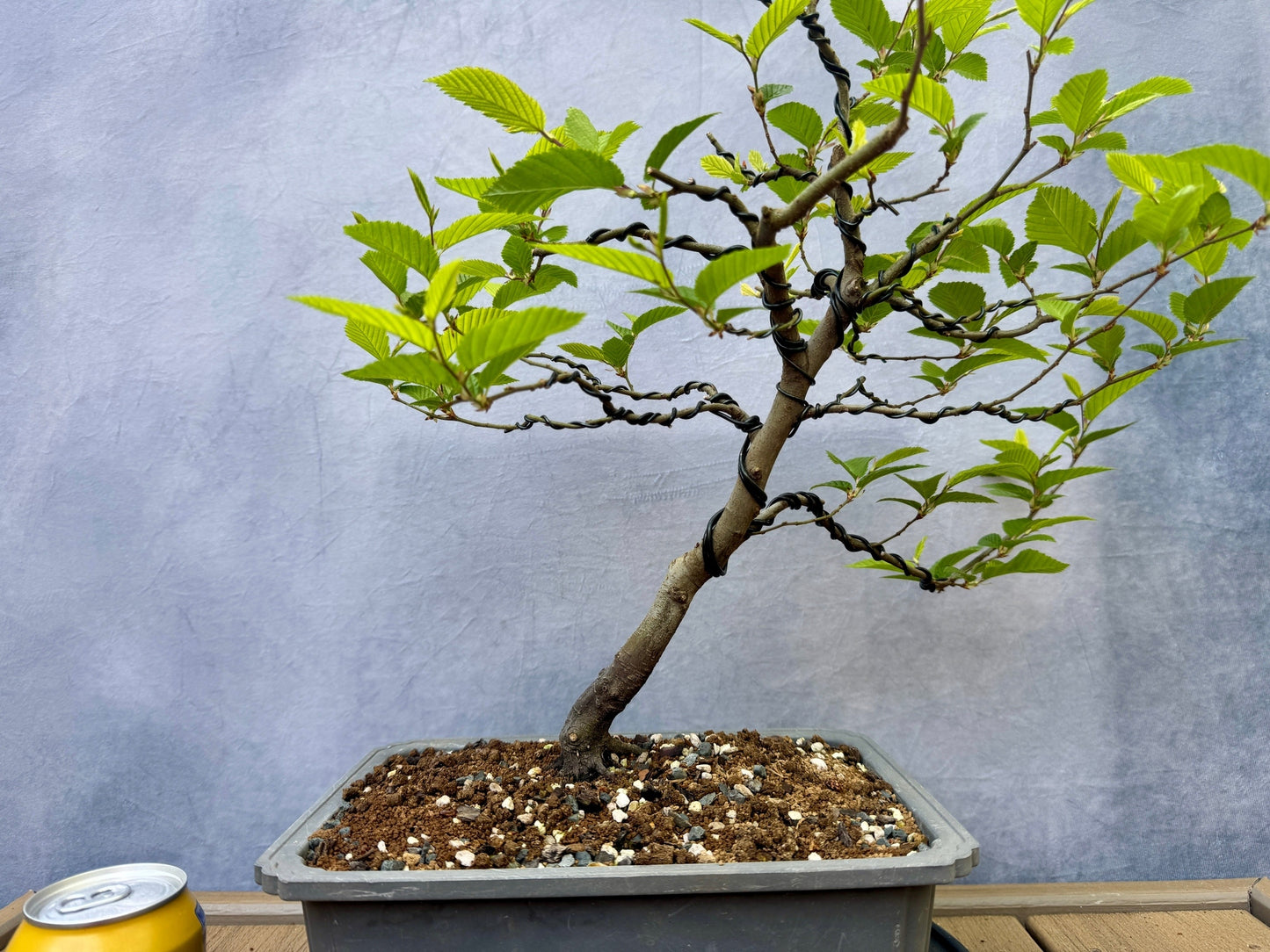 European Hornbeam #2