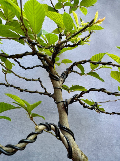 European Hornbeam #2