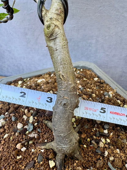 European Hornbeam #2