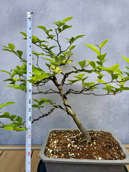 European Hornbeam #2