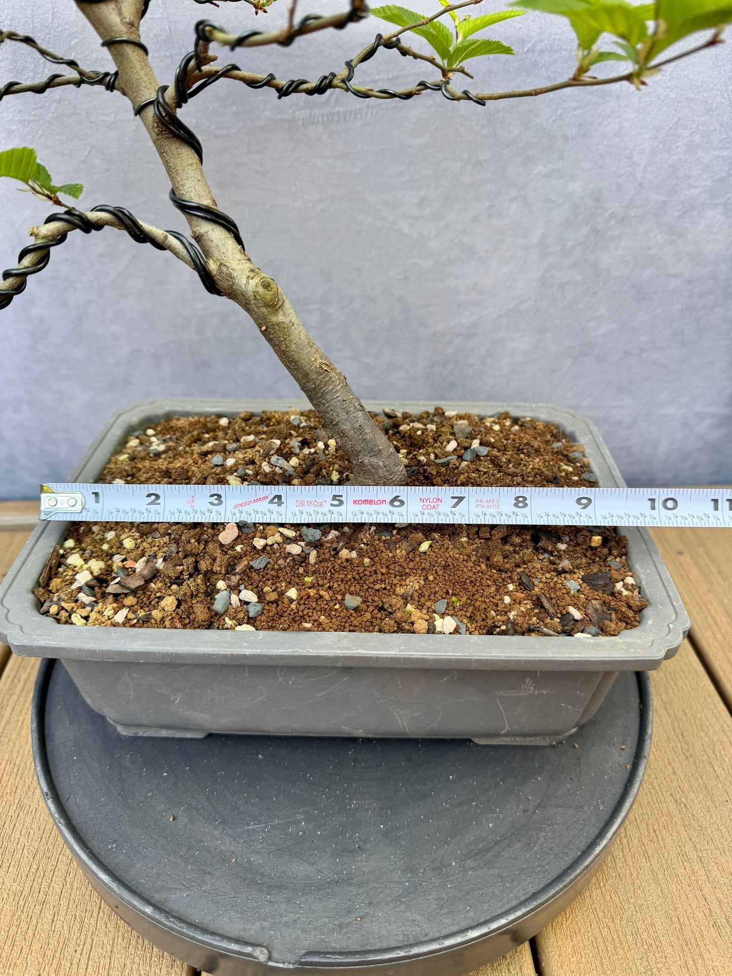 European Hornbeam #2