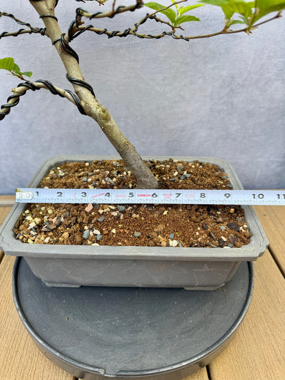 European Hornbeam #2