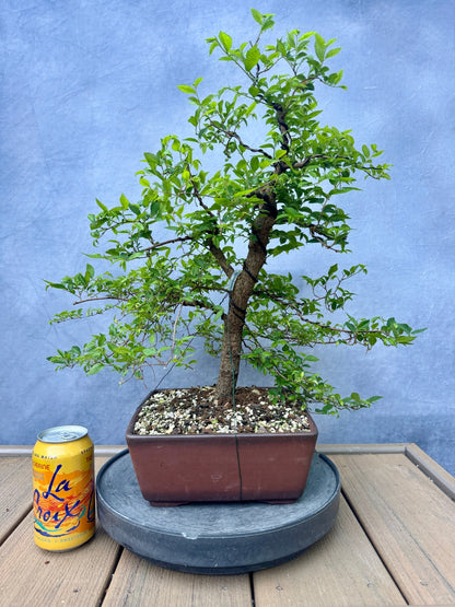 Chinese Elm #2