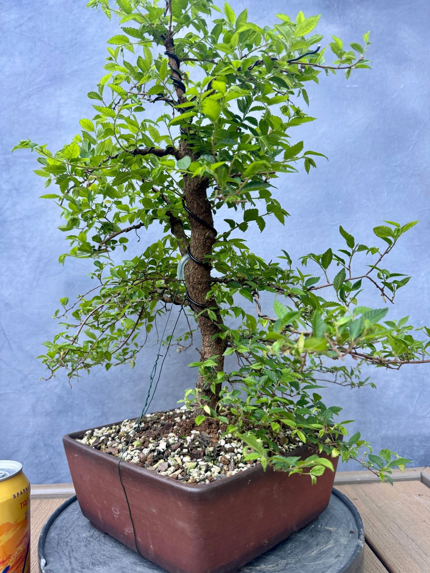 Chinese Elm #2