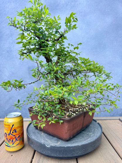 Chinese Elm #2