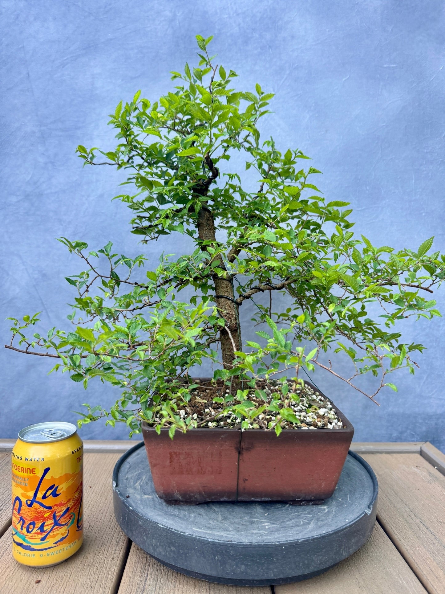 Chinese Elm #2