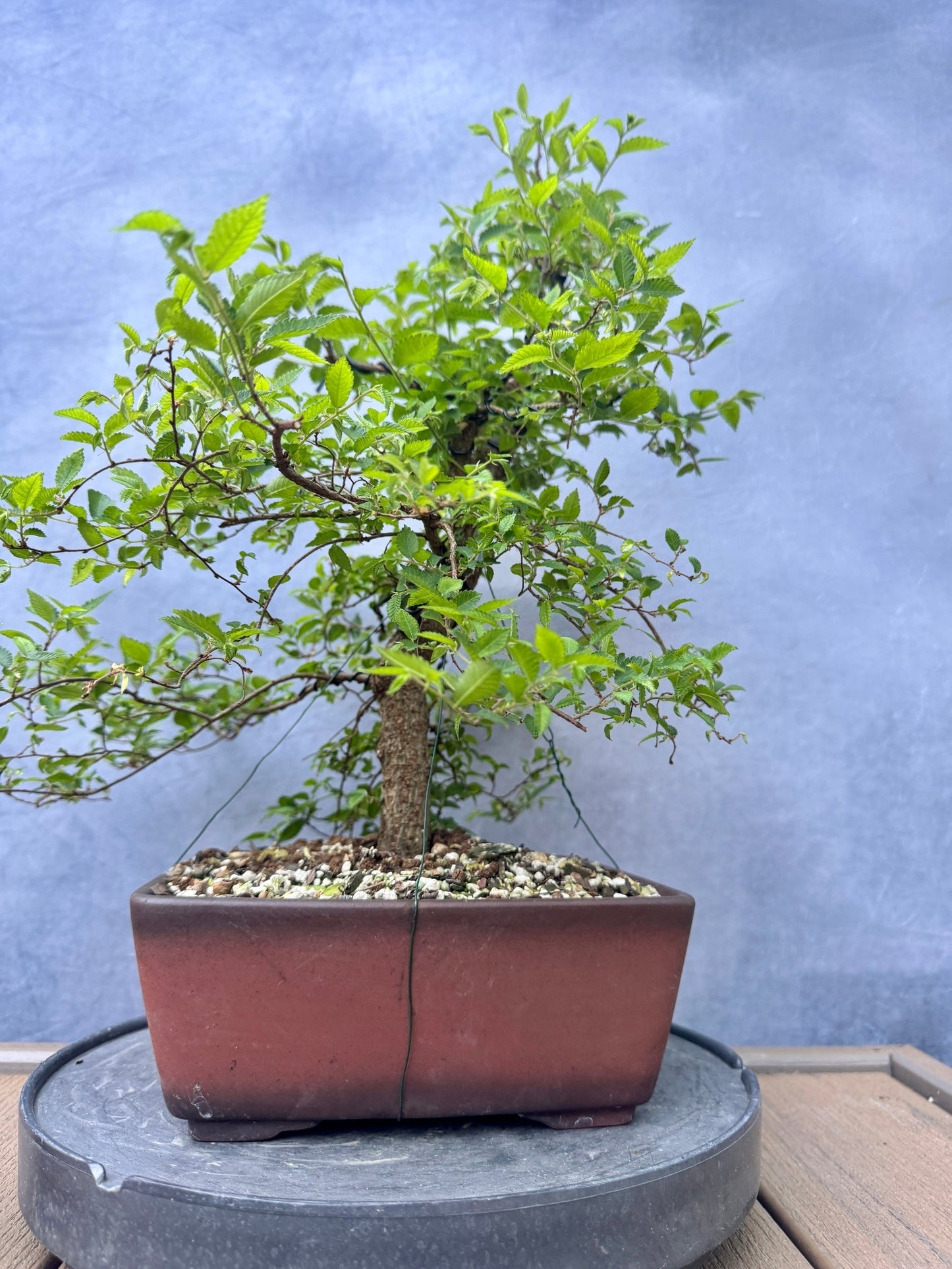 Chinese Elm #2