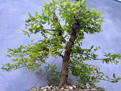 Chinese Elm #2
