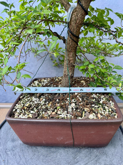 Chinese Elm #2