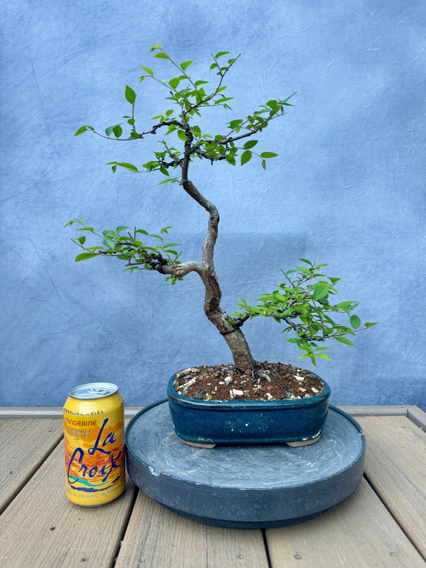 Chinese Elm #3