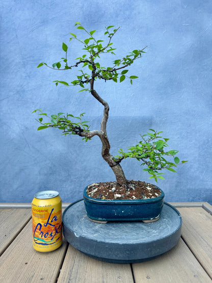 Chinese Elm #3