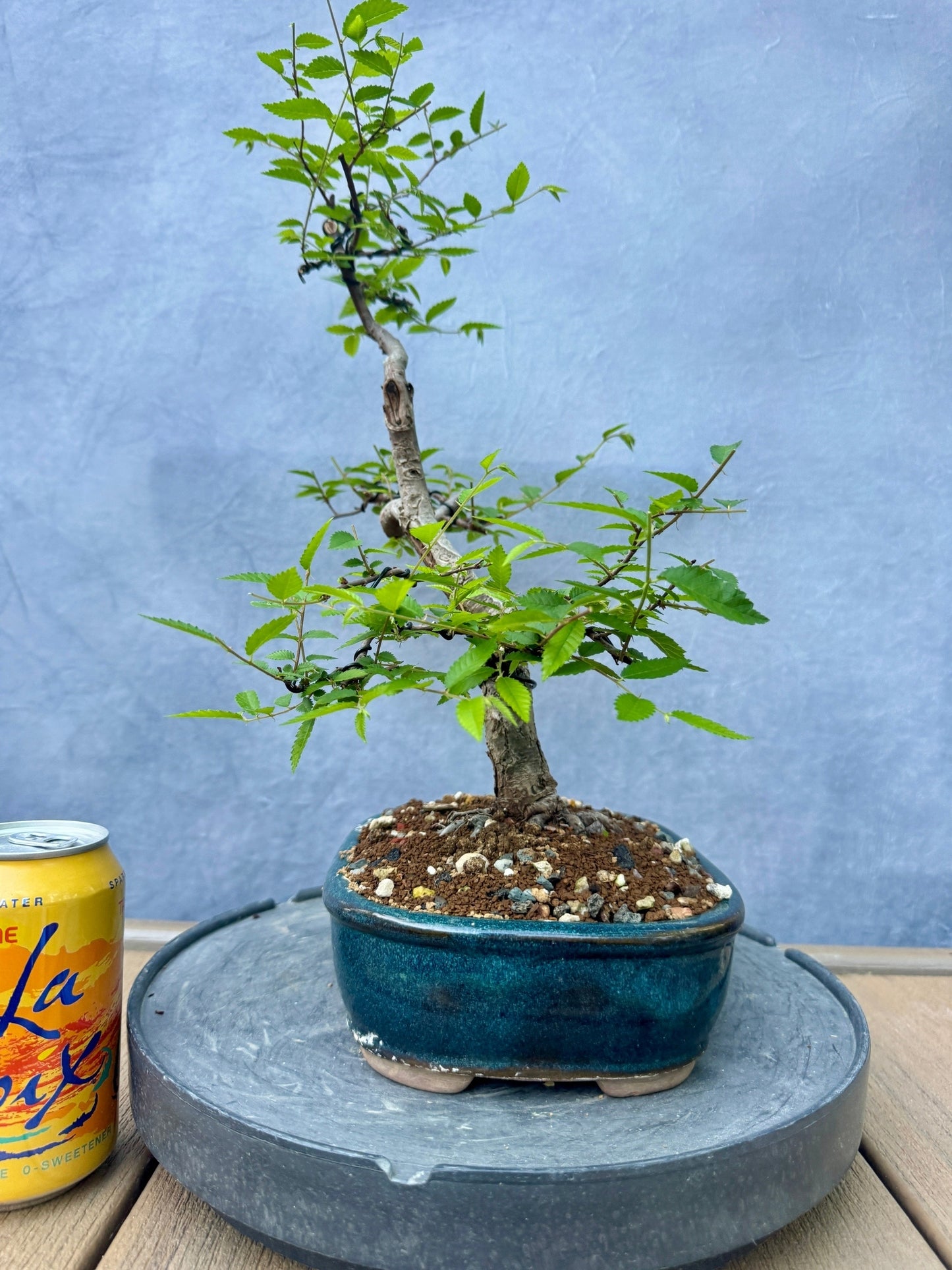 Chinese Elm #3